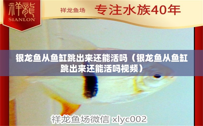 銀龍魚從魚缸跳出來還能活嗎（銀龍魚從魚缸跳出來還能活嗎視頻） 銀龍魚