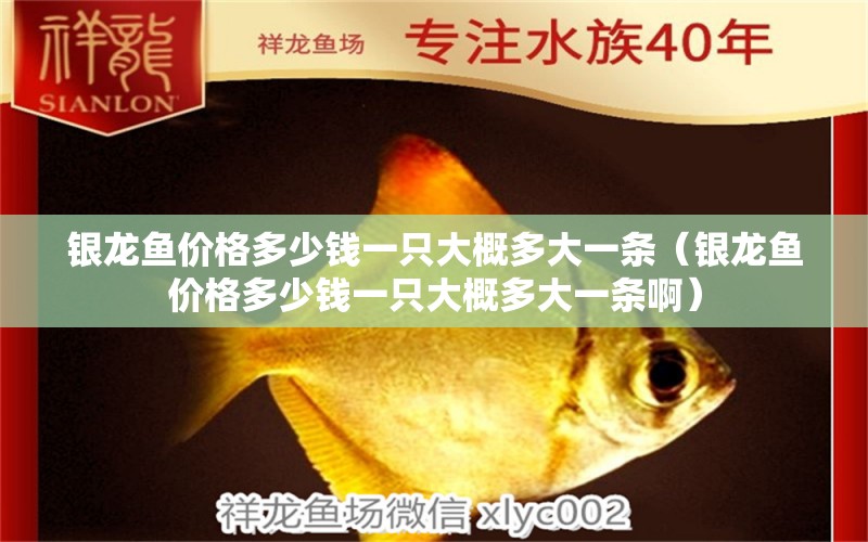 銀龍魚價格多少錢一只大概多大一條（銀龍魚價格多少錢一只大概多大一條?。? title=