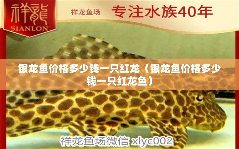 銀龍魚價(jià)格多少錢一只紅龍（銀龍魚價(jià)格多少錢一只紅龍魚） 銀龍魚