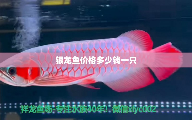 銀龍魚價格多少錢一只 銀龍魚