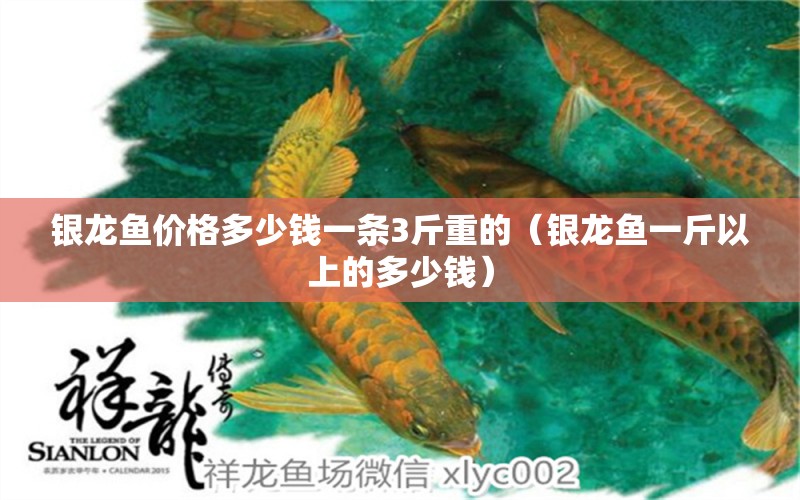 銀龍魚價(jià)格多少錢一條3斤重的（銀龍魚一斤以上的多少錢） 銀龍魚百科 第1張