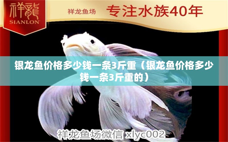 銀龍魚價(jià)格多少錢一條3斤重（銀龍魚價(jià)格多少錢一條3斤重的） 銀龍魚