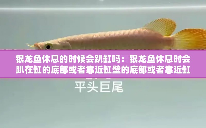 銀龍魚休息的時候會趴缸嗎：銀龍魚休息時會趴在缸的底部或者靠近缸壁的底部或者靠近缸壁的地方 水族問答 第1張