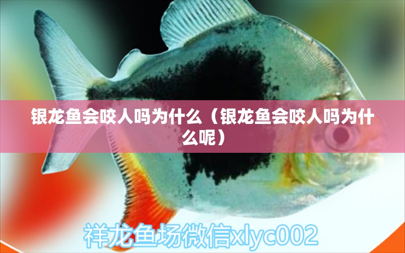 銀龍魚(yú)會(huì)咬人嗎為什么（銀龍魚(yú)會(huì)咬人嗎為什么呢） 銀龍魚(yú)