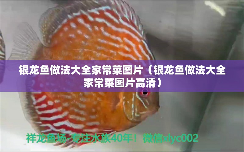 銀龍魚做法大全家常菜圖片（銀龍魚做法大全家常菜圖片高清）