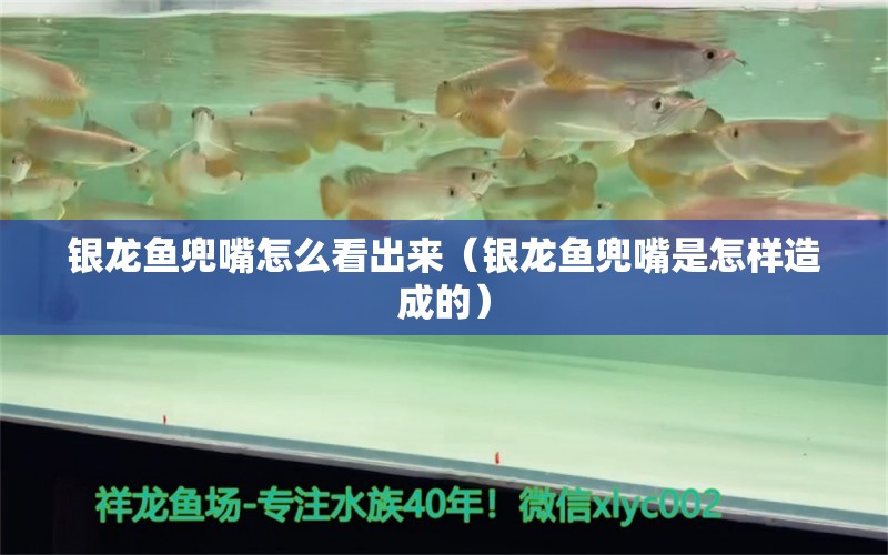 銀龍魚兜嘴怎么看出來（銀龍魚兜嘴是怎樣造成的）