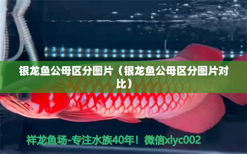 銀龍魚公母區(qū)分圖片（銀龍魚公母區(qū)分圖片對比） 銀龍魚