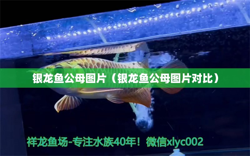 銀龍魚公母圖片（銀龍魚公母圖片對(duì)比）