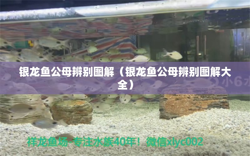 銀龍魚公母辨別圖解（銀龍魚公母辨別圖解大全）