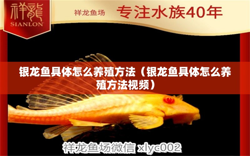 銀龍魚具體怎么養(yǎng)殖方法（銀龍魚具體怎么養(yǎng)殖方法視頻） 銀龍魚