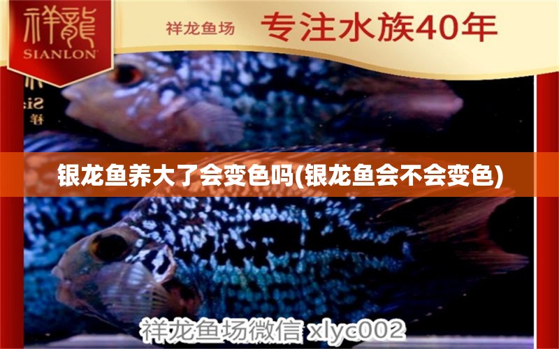 銀龍魚養(yǎng)大了會變色嗎(銀龍魚會不會變色) 銀龍魚