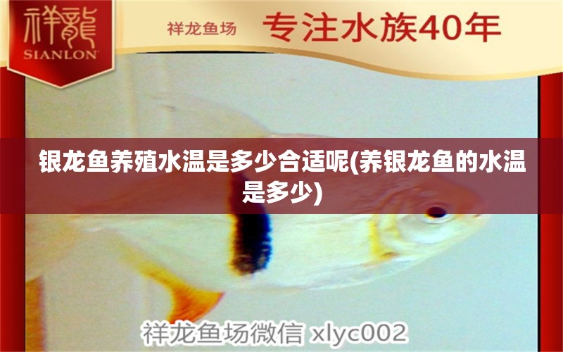 銀龍魚養(yǎng)殖水溫是多少合適呢(養(yǎng)銀龍魚的水溫是多少) 銀龍魚