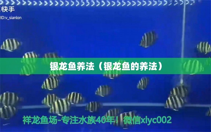 銀龍魚養(yǎng)法（銀龍魚的養(yǎng)法） 銀龍魚