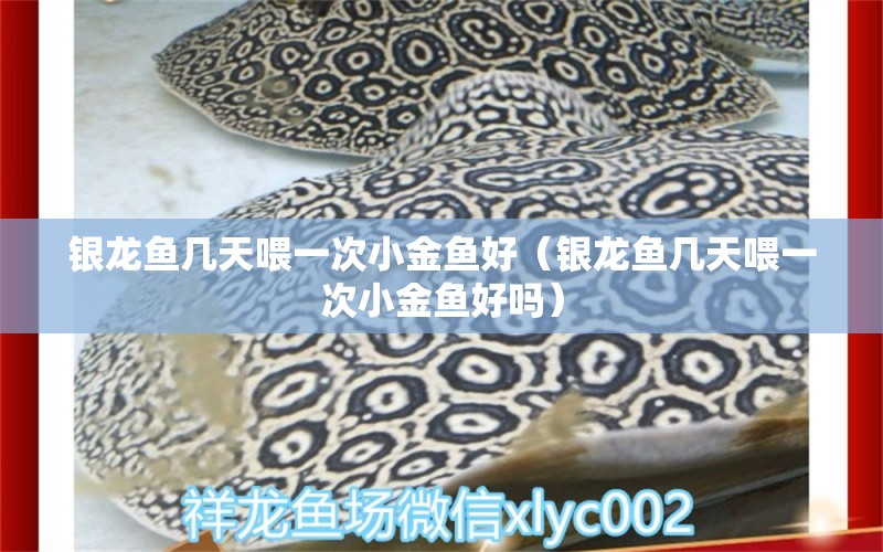 銀龍魚(yú)幾天喂一次小金魚(yú)好（銀龍魚(yú)幾天喂一次小金魚(yú)好嗎）