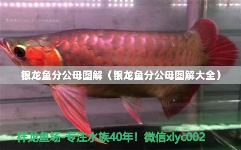 銀龍魚分公母圖解（銀龍魚分公母圖解大全）