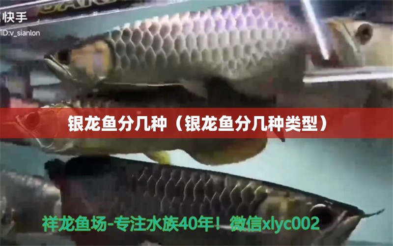 銀龍魚分幾種（銀龍魚分幾種類型） 銀龍魚