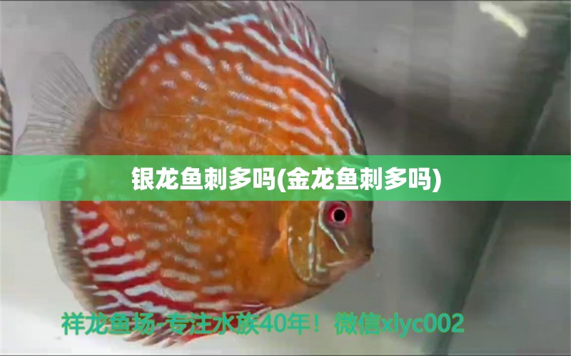 銀龍魚刺多嗎(金龍魚刺多嗎) 銀龍魚