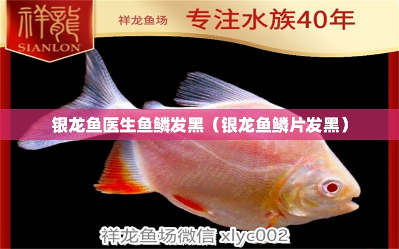 銀龍魚(yú)醫(yī)生魚(yú)鱗發(fā)黑（銀龍魚(yú)鱗片發(fā)黑）