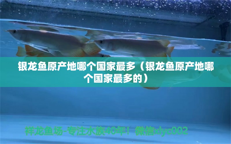 銀龍魚原產(chǎn)地哪個國家最多（銀龍魚原產(chǎn)地哪個國家最多的） 銀龍魚