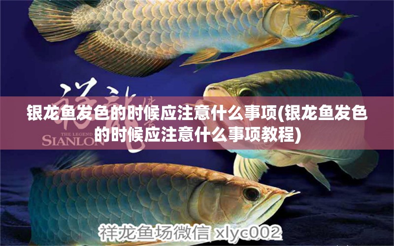 銀龍魚發(fā)色的時(shí)候應(yīng)注意什么事項(xiàng)(銀龍魚發(fā)色的時(shí)候應(yīng)注意什么事項(xiàng)教程)