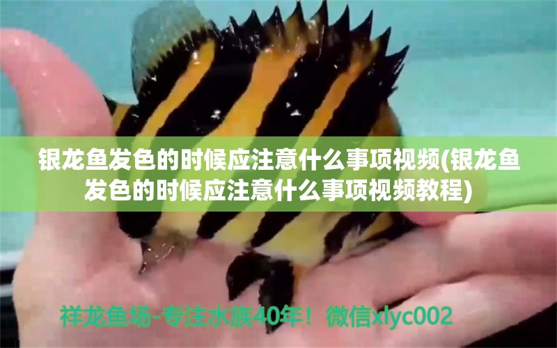 銀龍魚發(fā)色的時候應(yīng)注意什么事項視頻(銀龍魚發(fā)色的時候應(yīng)注意什么事項視頻教程) 銀龍魚