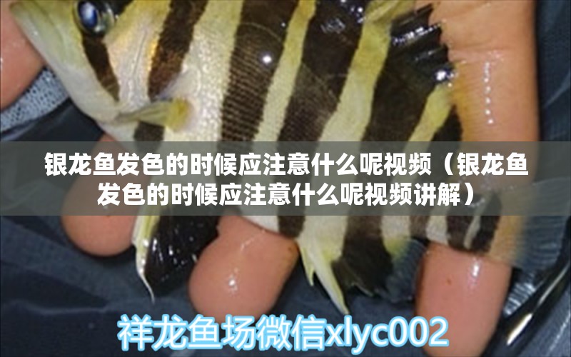 銀龍魚發(fā)色的時(shí)候應(yīng)注意什么呢視頻（銀龍魚發(fā)色的時(shí)候應(yīng)注意什么呢視頻講解） 銀龍魚