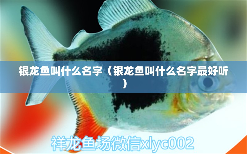 銀龍魚(yú)叫什么名字（銀龍魚(yú)叫什么名字最好聽(tīng)）