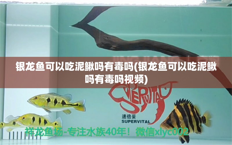 銀龍魚(yú)可以吃泥鰍嗎有毒嗎(銀龍魚(yú)可以吃泥鰍嗎有毒嗎視頻) 紅魔王銀版魚(yú)