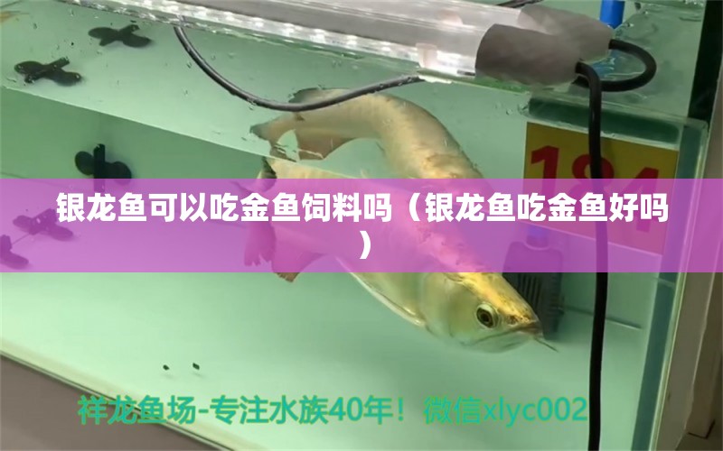 銀龍魚可以吃金魚飼料嗎（銀龍魚吃金魚好嗎） 銀龍魚