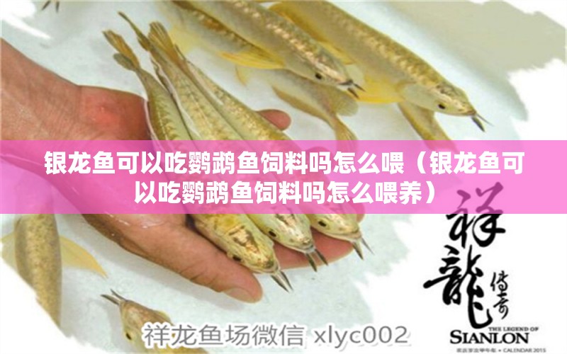 銀龍魚(yú)可以吃鸚鵡魚(yú)飼料嗎怎么喂（銀龍魚(yú)可以吃鸚鵡魚(yú)飼料嗎怎么喂養(yǎng)）