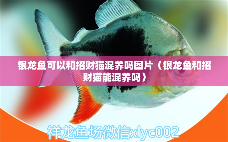 銀龍魚可以和招財貓混養(yǎng)嗎圖片（銀龍魚和招財貓能混養(yǎng)嗎）