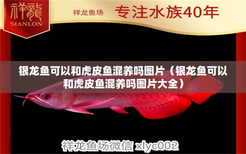 銀龍魚可以和虎皮魚混養(yǎng)嗎圖片（銀龍魚可以和虎皮魚混養(yǎng)嗎圖片大全）