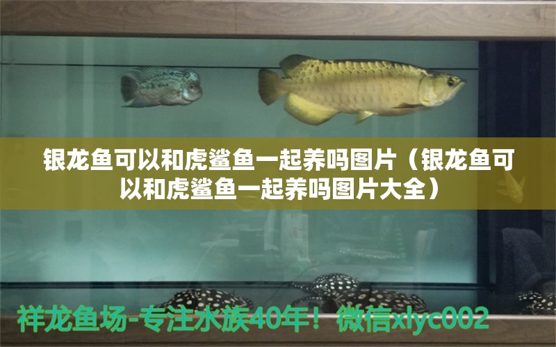 銀龍魚可以和虎鯊魚一起養(yǎng)嗎圖片（銀龍魚可以和虎鯊魚一起養(yǎng)嗎圖片大全） 銀龍魚