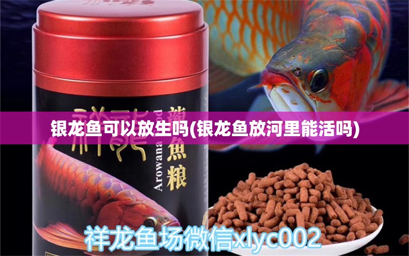 銀龍魚可以放生嗎(銀龍魚放河里能活嗎) 銀龍魚