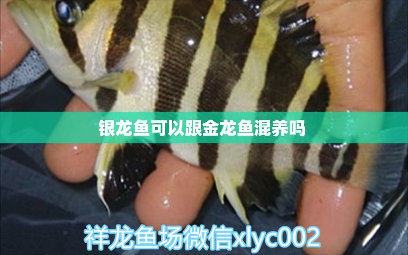 銀龍魚可以跟金龍魚混養(yǎng)嗎 