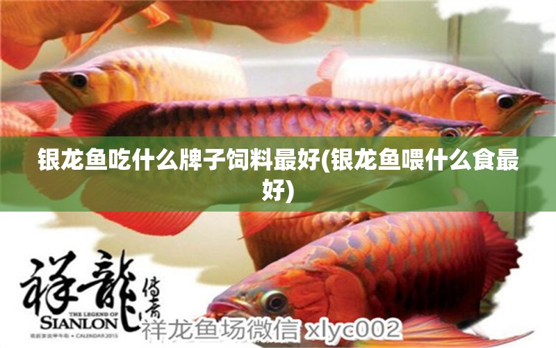 銀龍魚吃什么牌子飼料最好(銀龍魚喂什么食最好) 銀龍魚