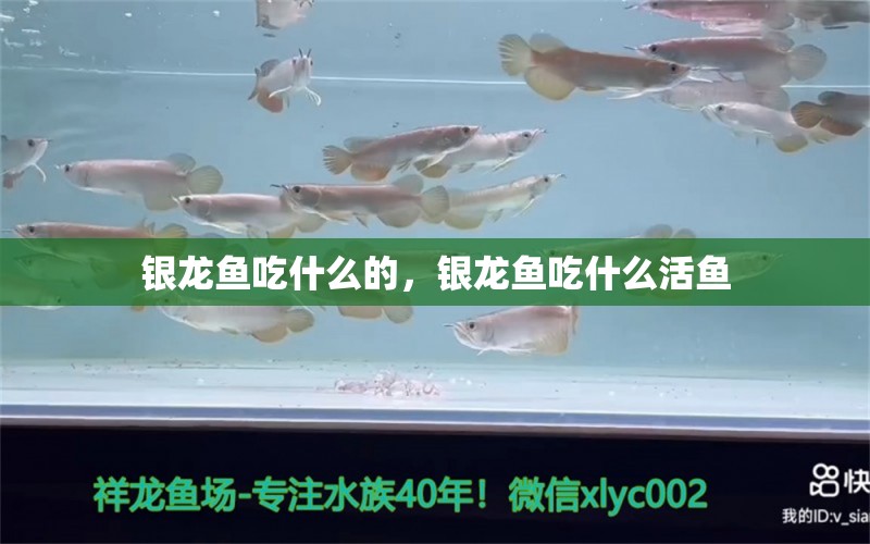 銀龍魚吃什么的，銀龍魚吃什么活魚 銀龍魚