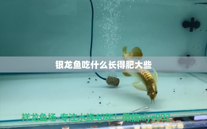 銀龍魚吃什么長得肥大些