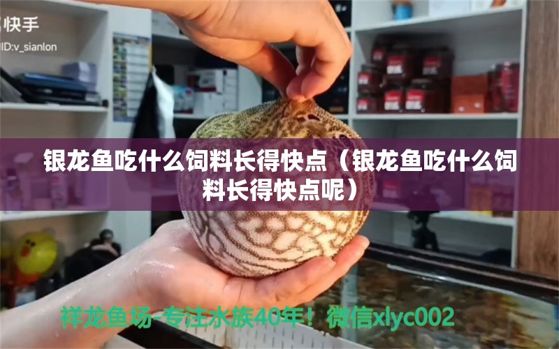 銀龍魚吃什么飼料長得快點（銀龍魚吃什么飼料長得快點呢）