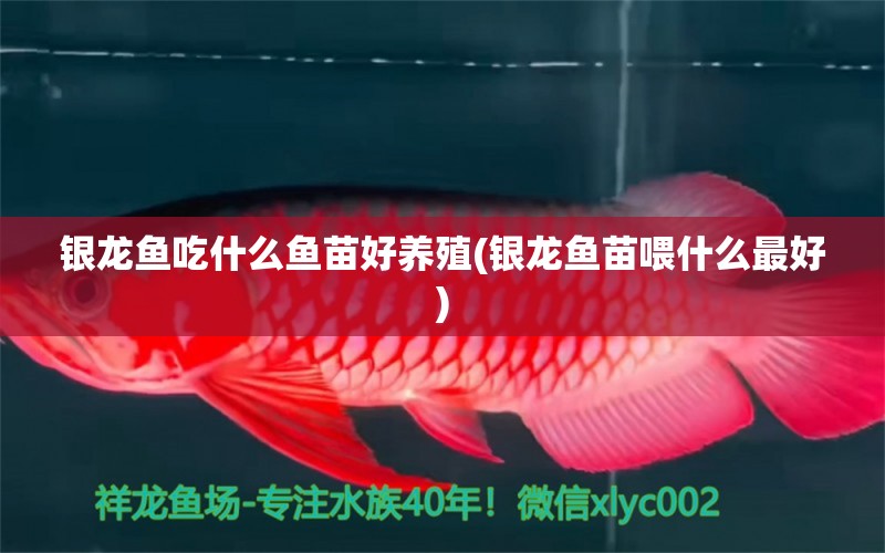 銀龍魚吃什么魚苗好養(yǎng)殖(銀龍魚苗喂什么最好) 銀龍魚百科 第1張