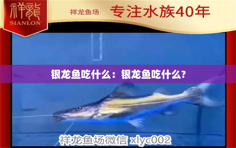 銀龍魚吃什么：銀龍魚吃什么?