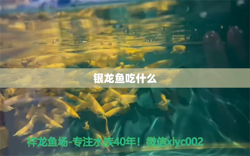 銀龍魚吃什么