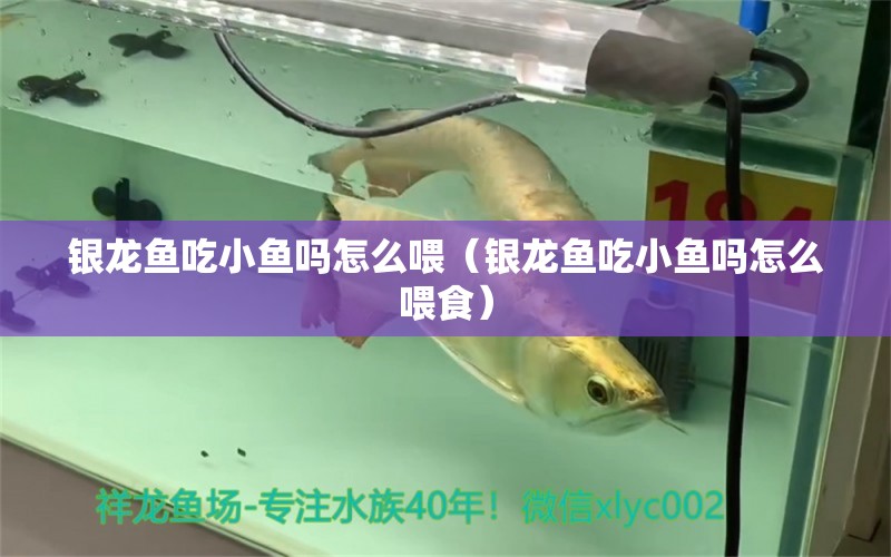 銀龍魚吃小魚嗎怎么喂（銀龍魚吃小魚嗎怎么喂食） 銀龍魚