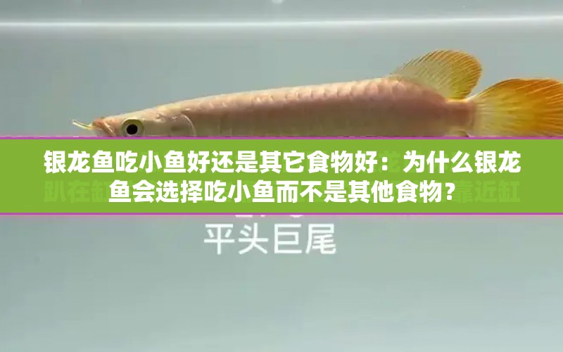 銀龍魚(yú)吃小魚(yú)好還是其它食物好：為什么銀龍魚(yú)會(huì)選擇吃小魚(yú)而不是其他食物？ 水族問(wèn)答 第1張