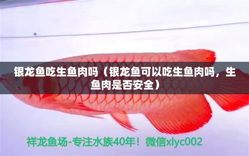 銀龍魚吃生魚肉嗎（銀龍魚可以吃生魚肉嗎，生魚肉是否安全） 水族問答 第2張