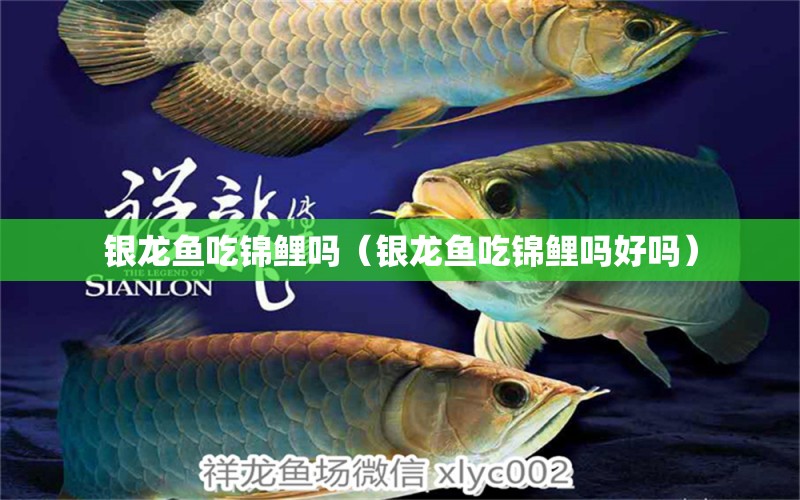 銀龍魚吃錦鯉嗎（銀龍魚吃錦鯉嗎好嗎）