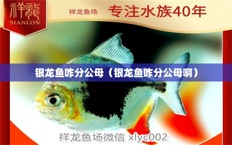 銀龍魚咋分公母（銀龍魚咋分公母?。? title=