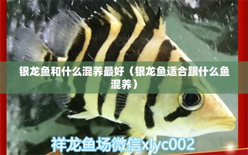 銀龍魚和什么混養(yǎng)最好（銀龍魚適合跟什么魚混養(yǎng)）