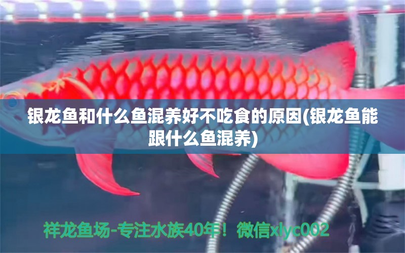 銀龍魚和什么魚混養(yǎng)好不吃食的原因(銀龍魚能跟什么魚混養(yǎng)) 銀龍魚百科 第1張