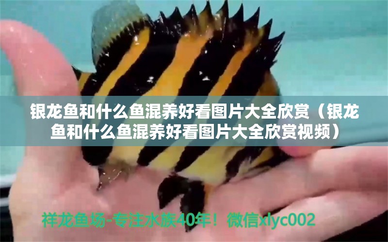 銀龍魚和什么魚混養(yǎng)好看圖片大全欣賞（銀龍魚和什么魚混養(yǎng)好看圖片大全欣賞視頻）